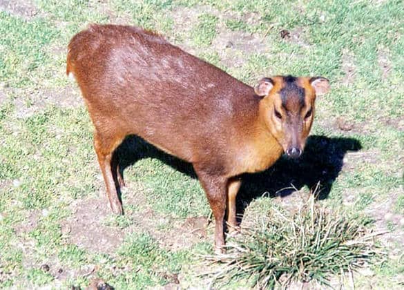 動物図鑑・キョン